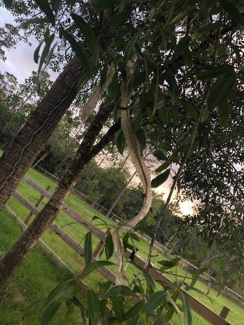 South Bend snake skin